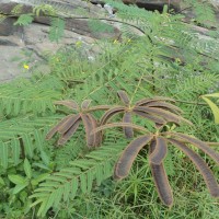 Mimosa pigra L.